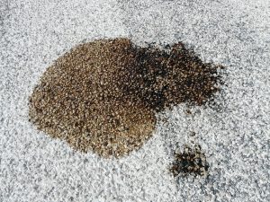 carpet rug stain